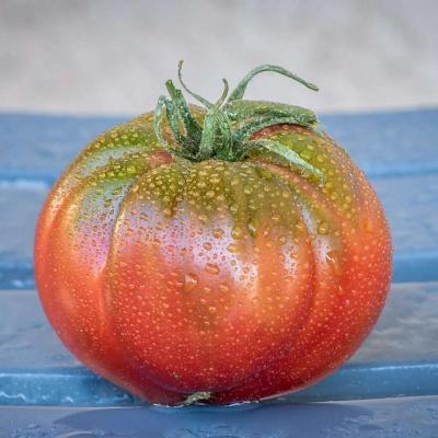 Tomate nuit austral