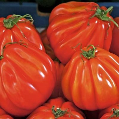 Tomate or pera d abruzzo