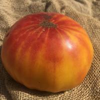 Tomate pamplemousse du grand pere 1