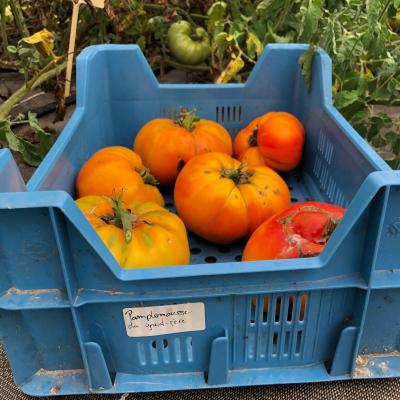 Tomate pamplemousse du grand pere 1
