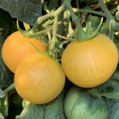 Tomate peche jaune