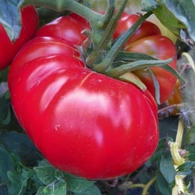 Tomate potiron ecarlate