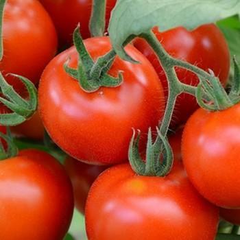 Tomate precoce de quimper