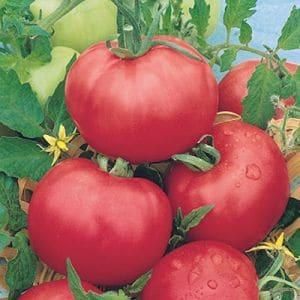 Tomate rose de berne