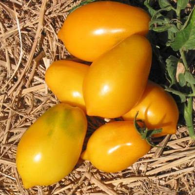 Tomate russian lemon