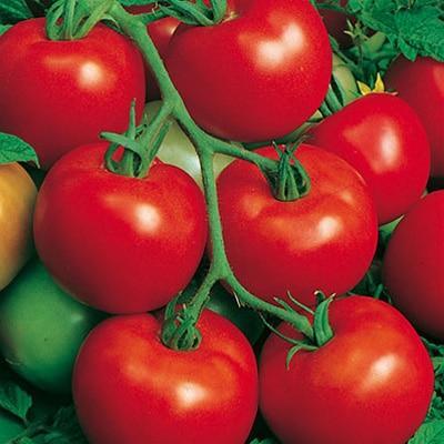 Tomate saint pierre