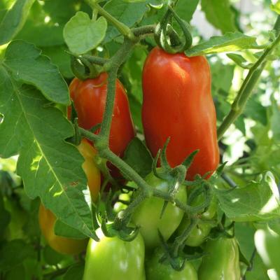 Tomate san marzano