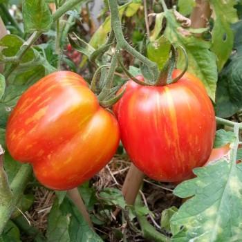 Tomate striped cavern