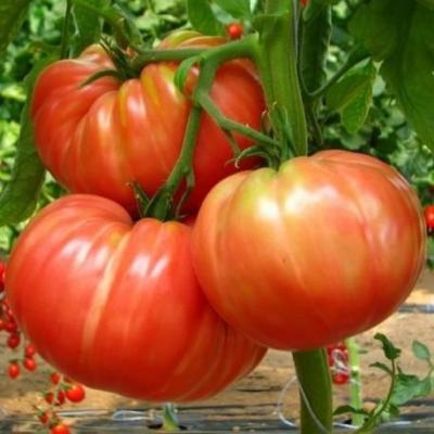 Tomate super marmande