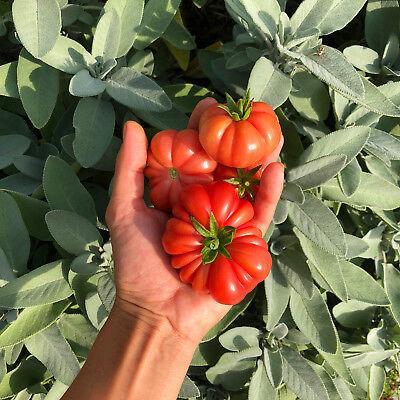 Tomate trefle du togo
