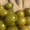 Tomate vert jaune caramel le jardin des thorains copie