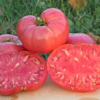 Tomate watermelon