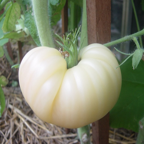Tomate white queen