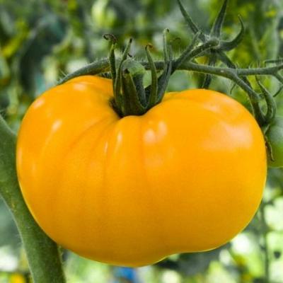 Tomate yellow brandywine