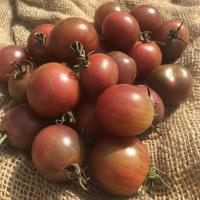 Tomates black cherry carre