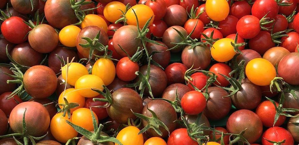 Tomates cerises le jardin des thorains copie