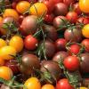 Tomates cerises le jardin des thorains copie