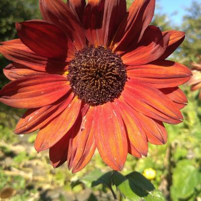 Tournesol rouge
