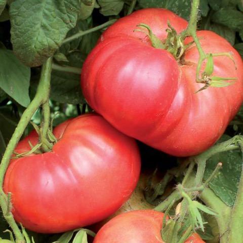 Yugoslavian tomato